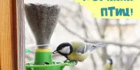 Зимняя подкормка птиц